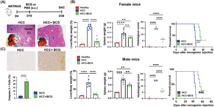 Tuberculosis vaccine reduces liver cancer tumors in mice