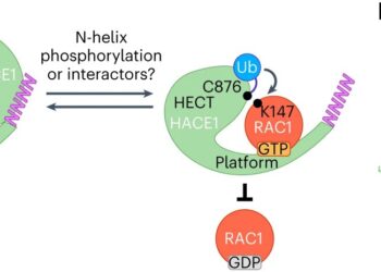 Ubiquitin research provides new insights into cell labeling machine
