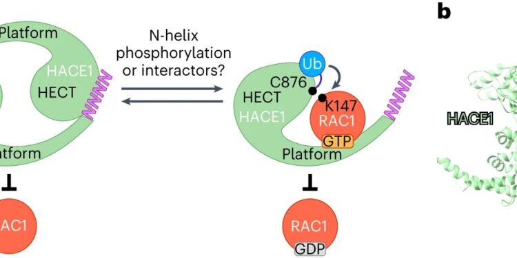 Ubiquitin research provides new insights into cell labeling machine