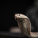 Universal antivenom against deadly snake toxins developed by researchers