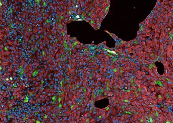 Using computer-generated DNA to study cell identity