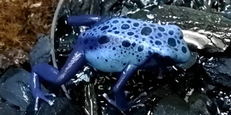 Videos show that tapping frogs’ toes can be a strategy to attract prey.