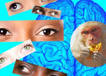 Visual cues inform the decision to cooperate