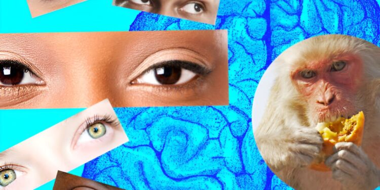 Visual cues inform the decision to cooperate