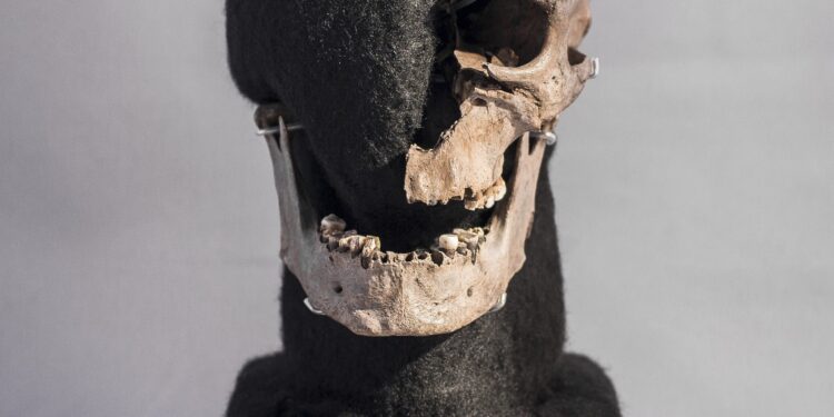 Vittrup man went from gatherer to farmer before being sacrificed in Denmark, study finds