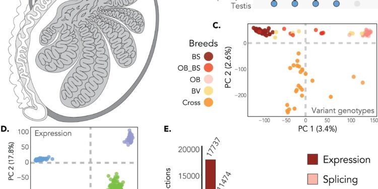 What can bulls tell us about men?  Genetic discovery could translate into human fertility research