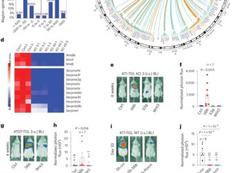What reactivates dormant cancer cells?