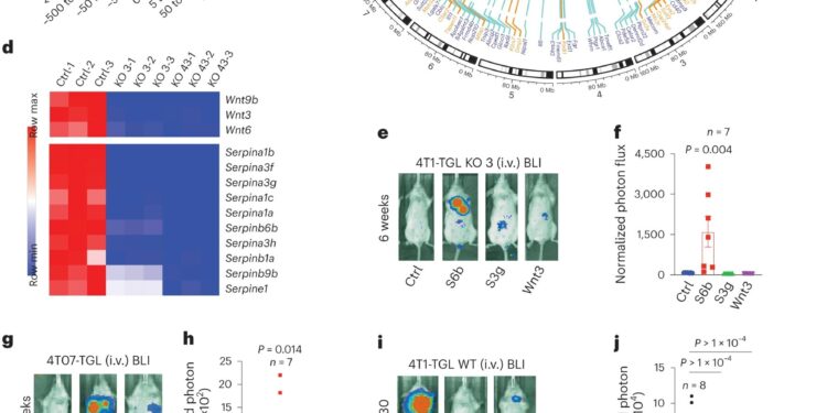 What reactivates dormant cancer cells?