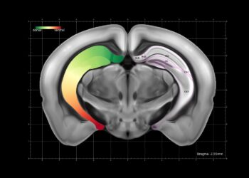 Whole-brain projection patterns of single neurons in the mouse hippocampus revealed