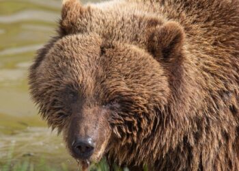 A bear violently attacks a fifty-year-old and her dog