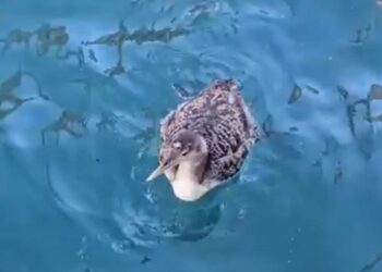 A very rare bird lands in the Bellagio fountain in Las Vegas
