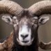 American pleads guilty to trying to genetically create a line of giant bighorn sheep