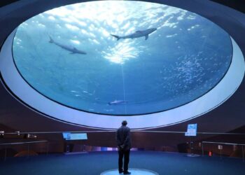 Animal safety threatened: Miami Seaquarium lease terminated