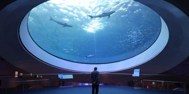 Animal safety threatened: Miami Seaquarium lease terminated