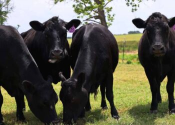 Avian flu: unprecedented discovery of cases in dairy cows in the United States