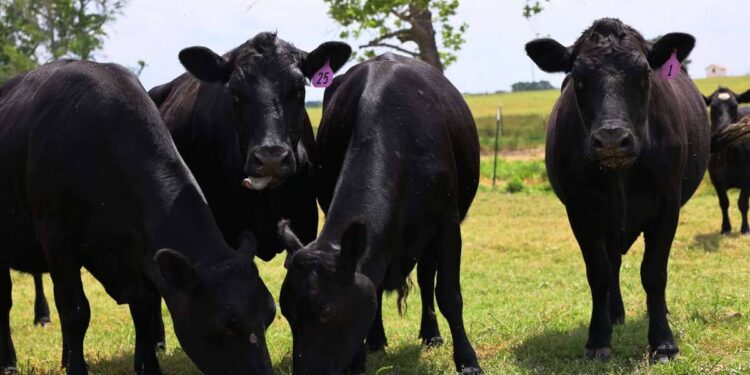 Avian flu: unprecedented discovery of cases in dairy cows in the United States