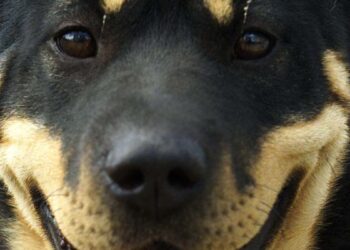 Canine DNA test ‘reveals’ woman has genes from three dog breeds