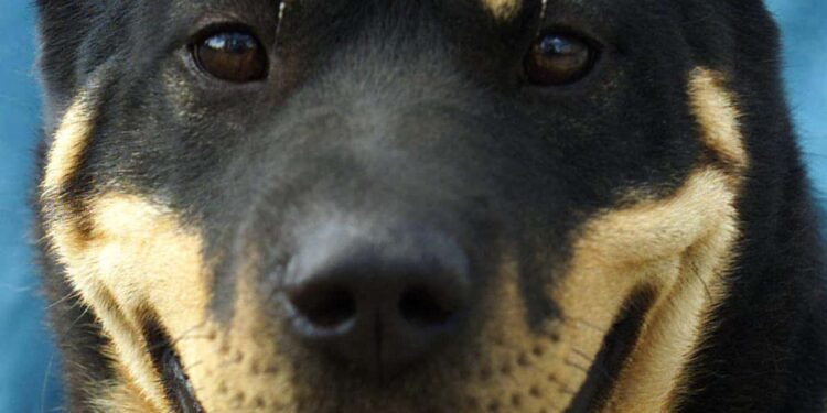 Canine DNA test ‘reveals’ woman has genes from three dog breeds