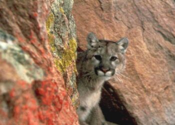 Cougar kills man in California, first fatal attack in 20 years