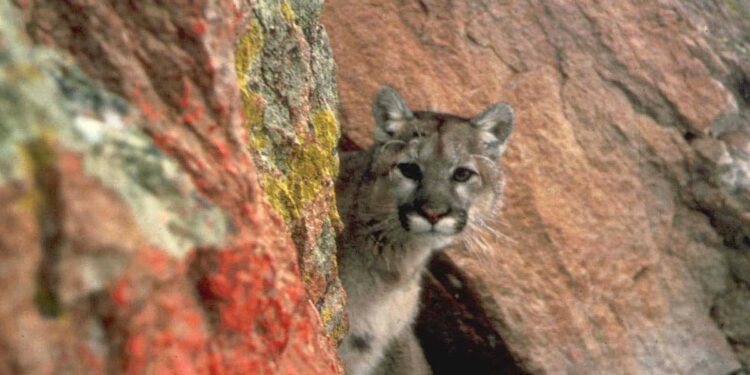 Cougar kills man in California, first fatal attack in 20 years