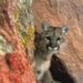 Cougar kills man in California, first fatal attack in 20 years