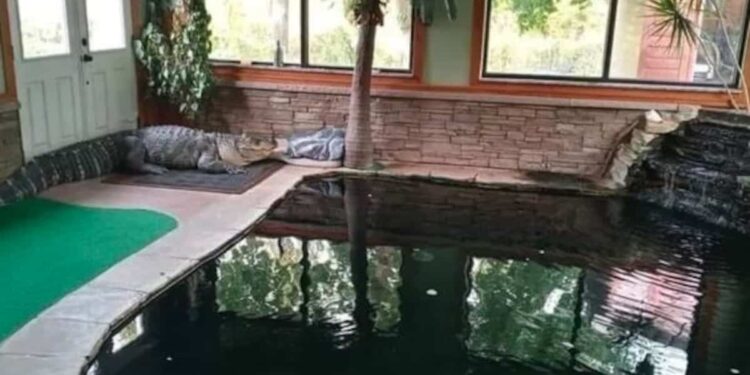 He invited children to swim with a 750-pound alligator