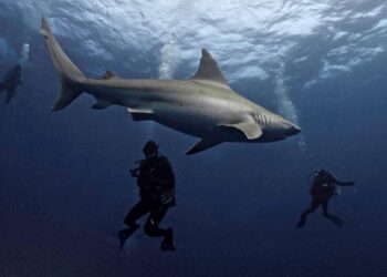 In Florida, researchers want to restore the image of the shark