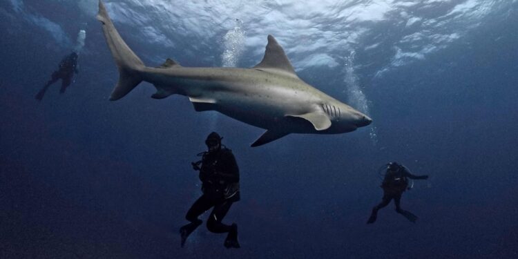 In Florida, researchers want to restore the image of the shark