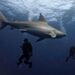 In Florida, researchers want to restore the image of the shark