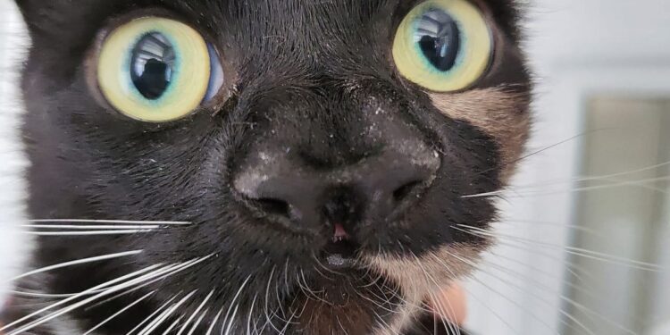 She finds her cat walled up after renovation work in her apartment