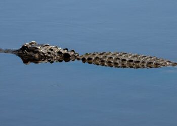 “The hand is gone!”: an alligator devours his hand