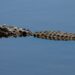 “The hand is gone!”: an alligator devours his hand