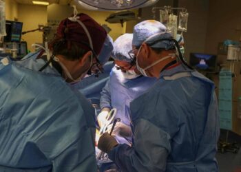 United States: Pig kidney transplanted into living patient for first time