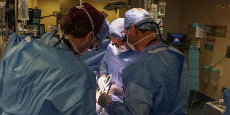 United States: Pig kidney transplanted into living patient for first time