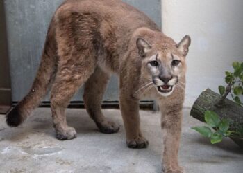 United States: they fight against a cougar with their bare hands