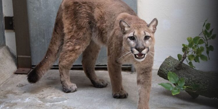 United States: they fight against a cougar with their bare hands