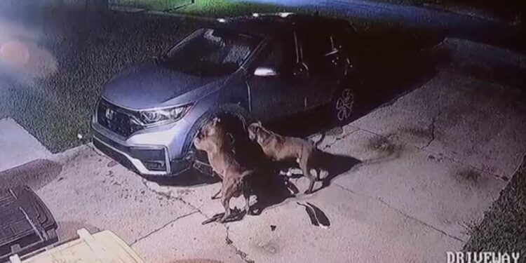 $3,000 in damages: two dogs tear up a car while chasing a cat