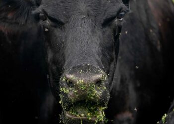 Avian flu: discovery of the H5N1 virus in milk in the United States