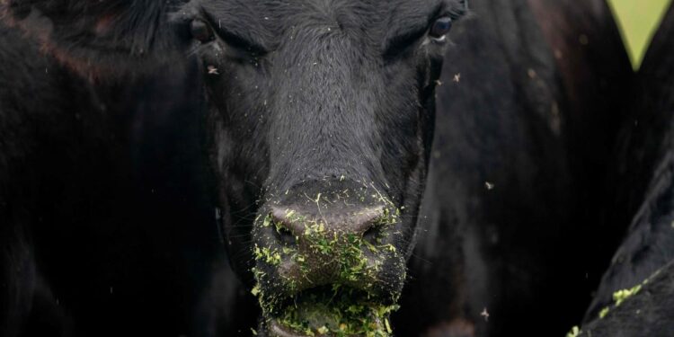 Avian flu: discovery of the H5N1 virus in milk in the United States