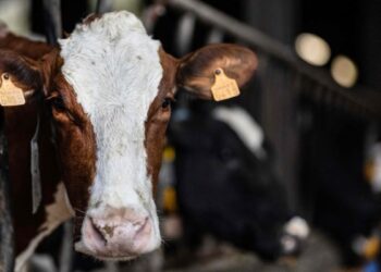 Avian flu: person infected by dairy cow in the United States