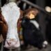 Avian flu: person infected by dairy cow in the United States