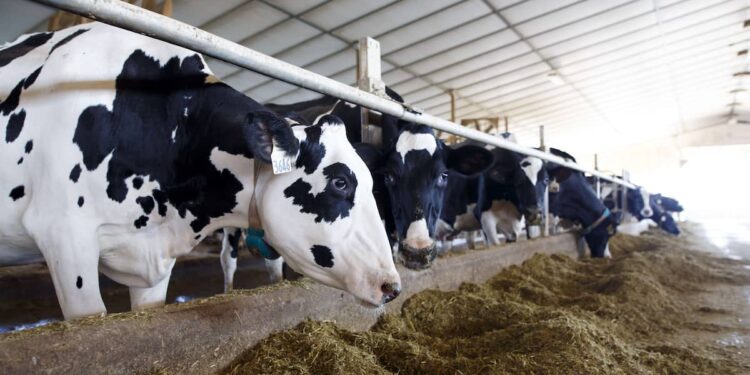 Avian flu: should we be concerned about milk contaminated with the H5N1 virus?