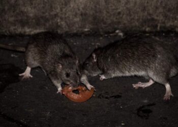 Birth control pills to curb New York’s rat infestation?