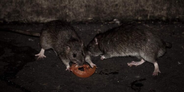 Birth control pills to curb New York’s rat infestation?