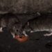 Birth control pills to curb New York’s rat infestation?