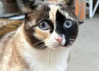 Check your package returns: a cat accidentally shipped to an Amazon warehouse