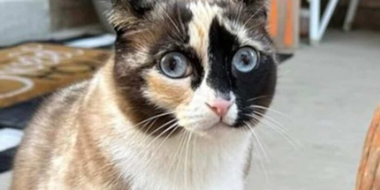 Check your package returns: a cat accidentally shipped to an Amazon warehouse