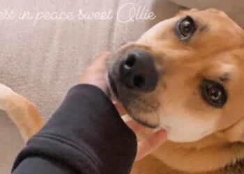 “Completely traumatized”: Grocery delivery man kills American actress’ dog in her driveway