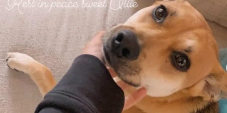 “Completely traumatized”: Grocery delivery man kills American actress’ dog in her driveway