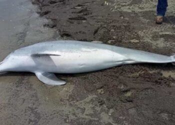 Dolphin killed by bullets: American authorities offer US$20,000 to identify the person responsible